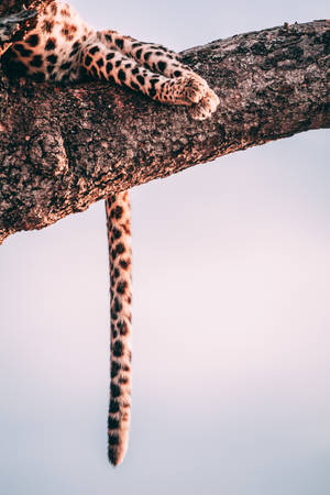 Cheetah Tail On Tree Wallpaper