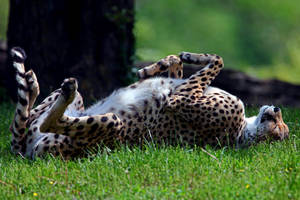 Cheetah Tumble On A Grass Wallpaper