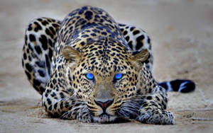 Cheetah With Dazzling Eyes Wallpaper