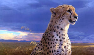 Cheetah With Purple Sky Background Wallpaper