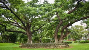 Chennai Botanical Garden Wallpaper