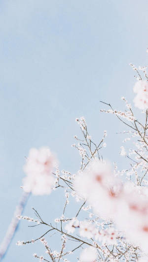 Cherry Blossom Pastel Blue Background Wallpaper