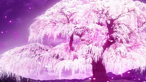 Cherry Blossoms Anime Scenery Glowing Pink Wallpaper