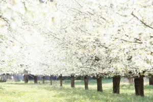 Cherry Blossoms In April Wallpaper