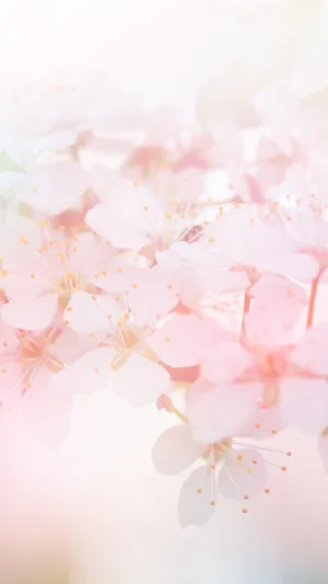 Cherry Blossoms On A Branch With A Blurry Background Wallpaper