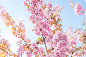 Cherry Blossoms Spring Laptop Wallpaper