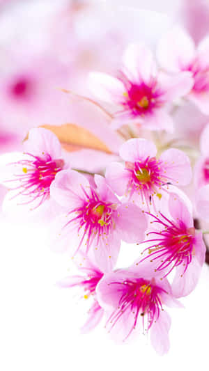 Cherry Blossoms Tumblr Photography Iphone Wallpaper