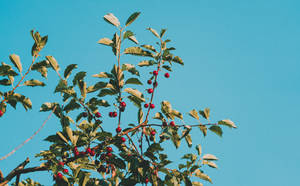 Cherry Fruits On Branches Wallpaper