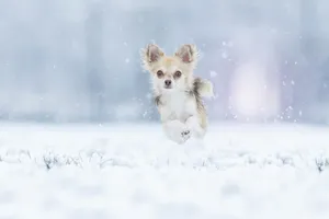 Chihuahua Dog Running On Snow Wallpaper