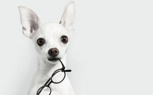 Chihuahua With Pure White Coat Wallpaper