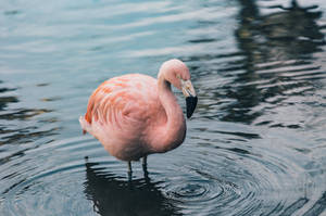 Chilean Flamingo On Water Wallpaper