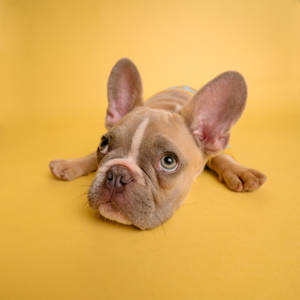 Chill Dog At Photoshoot Wallpaper