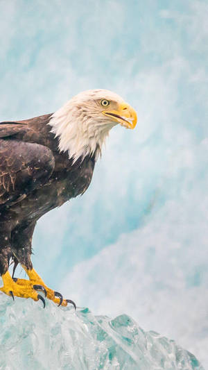 Chilling Eagle Symbol Of America Iphone Wallpaper