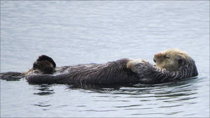 Chilling Sea Otter Wallpaper