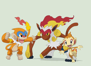 Chimchar With Monferno And Infernape Wallpaper