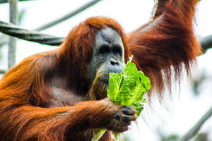 Chimpanzee Lettuce Wallpaper