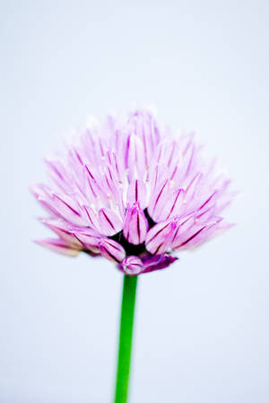 Chives Flower Android Wallpaper