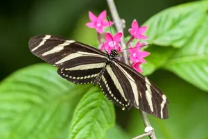 Choco Brown Beautiful Butterfly Wallpaper