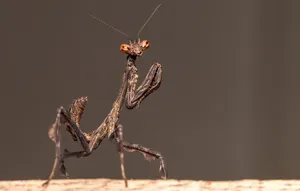 Chocolate Praying Mantis Wallpaper