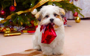 Christmas Dog Grabbing Present Wallpaper