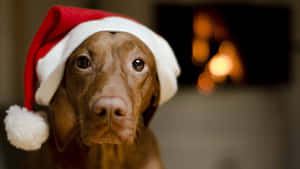 Christmas Dog In Front Of Fireplace Wallpaper