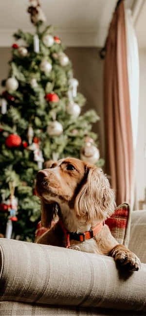 Christmas Dog Laying On Couch Wallpaper
