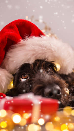 Christmas Dog Looking Up Wallpaper