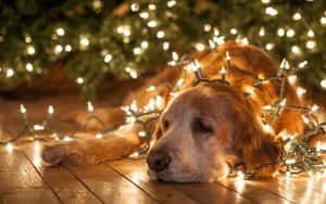 Christmas Dog Sleeping In Lights Wallpaper