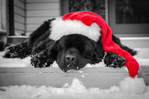Christmas Dog Sleeping On Snowy Porch Wallpaper