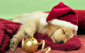 Christmas Dog Sleeping On Stocking Wallpaper