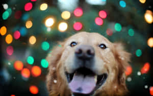 Christmas Dog Smiling At Camera Wallpaper