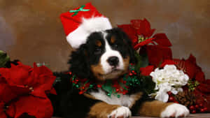 Christmas Dog Smiling With Flowers Wallpaper