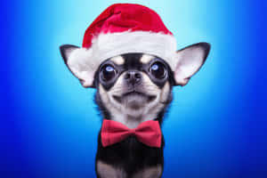 Christmas Dog With Bowtie Wallpaper