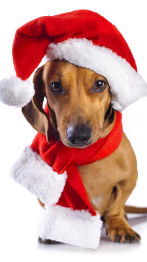 Christmas Dog With Scarf Wallpaper