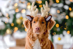 Christmas Dog With White Reindeer Headband Wallpaper