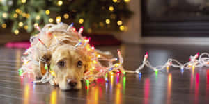 Christmas Dog Wrapped Up In Lights Wallpaper