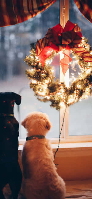 Christmas Dogs Looking Outside Wallpaper