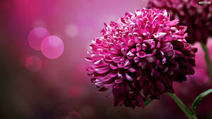 Chrysanthemum Purple Flowers Digital Art Wallpaper