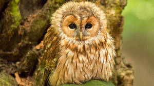 Chubby Brown Baby Owl Wallpaper