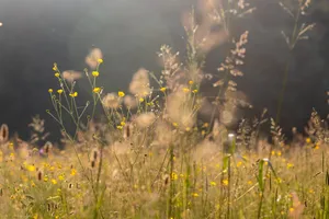 Cinematic Umber Meadow Wallpaper
