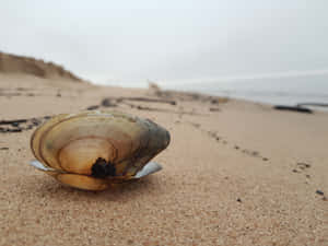 Clam Seashell On The Beach Wallpaper