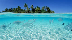 Clear Water Fish In Palm Hawaii Aesthetic Wallpaper