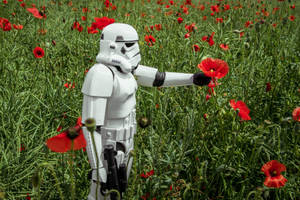 Clone Trooper With Poppies Wallpaper