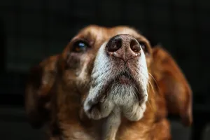 Close Of Brown Dog Wallpaper