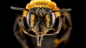 Close-up A Bee Head Wallpaper