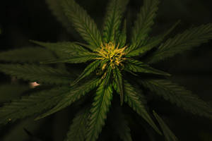 Close-up Cool Weed Marijuana Plant Wallpaper