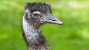 Close Up Emu Portrait Green Background.jpg Wallpaper
