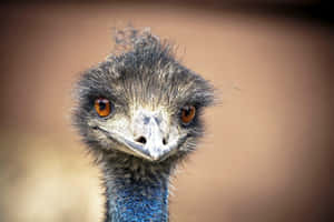 Close Up Emu Portrait Wallpaper