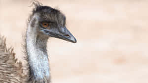 Close Up Emu Portrait.jpg Wallpaper