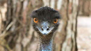 Close Up Emu Portrait.jpg Wallpaper